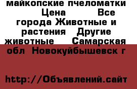  майкопские пчеломатки F-1  › Цена ­ 800 - Все города Животные и растения » Другие животные   . Самарская обл.,Новокуйбышевск г.